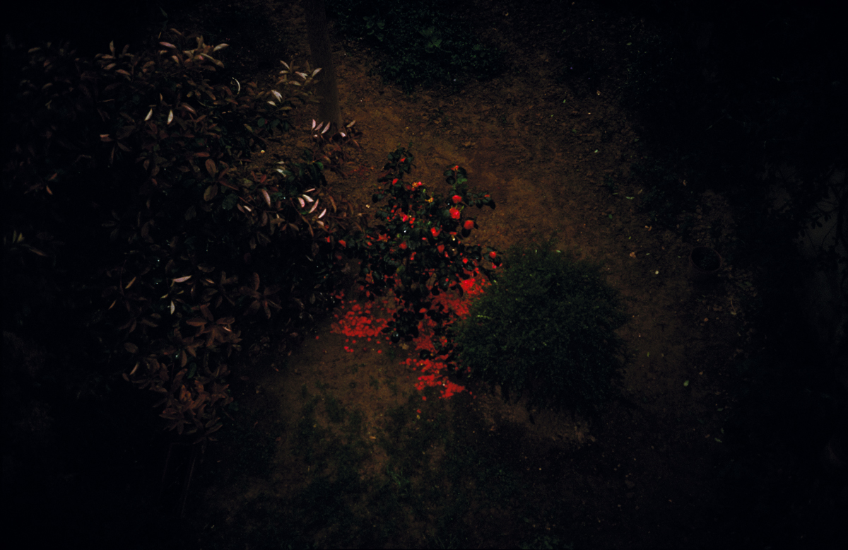 camelias2_iic